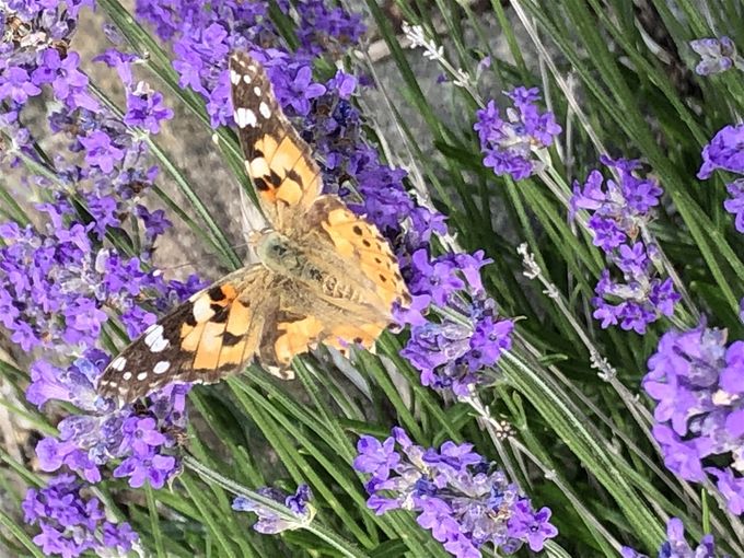 'Als een dartele vlinder - compleet out of her comfortzone - en vergezeld van 34 andere (hopelijk) lavendelgeurende vlindervosjes, waagde zij haar sprong.  In een Zevenmijlslaarzenbos hier ver vandaan ontdeed ze zich van alle schroom en uiterlijk vertoon.  Om voor immer haar eigen zelve te mogen en te kunnen zijn.  U weze gewaarschuwd'