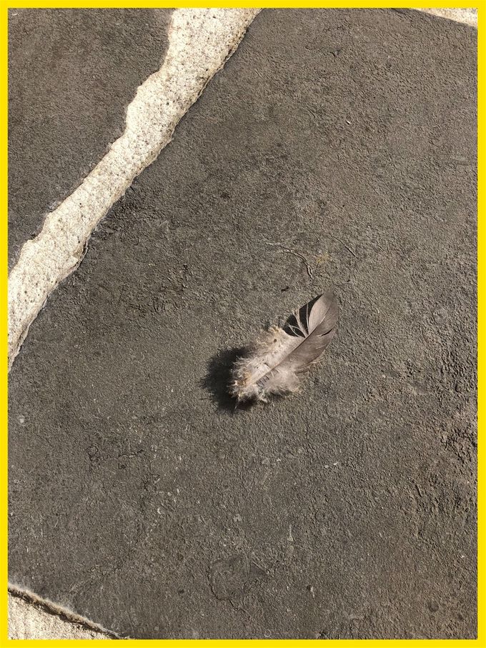 Of hoe een simpel veertje je dag kan maken - 'When angels are near feathers appear'