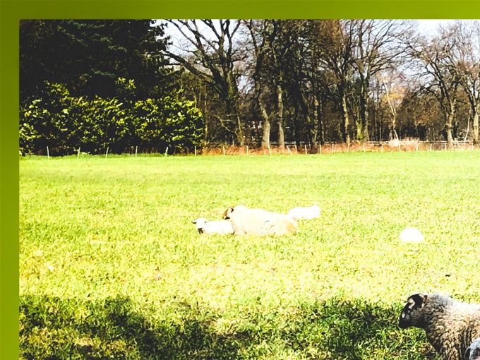 En de schapen zagen dat het goed was...