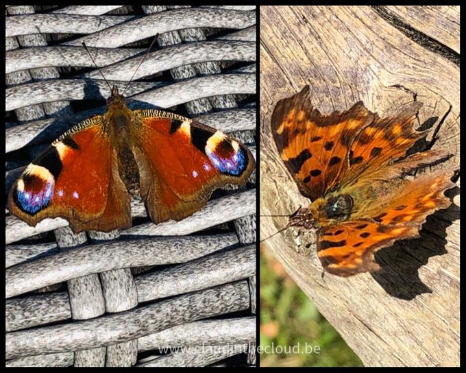De 'dagpauwoog' en de 'gehakkelde aurelia' als wonderen der natuur.