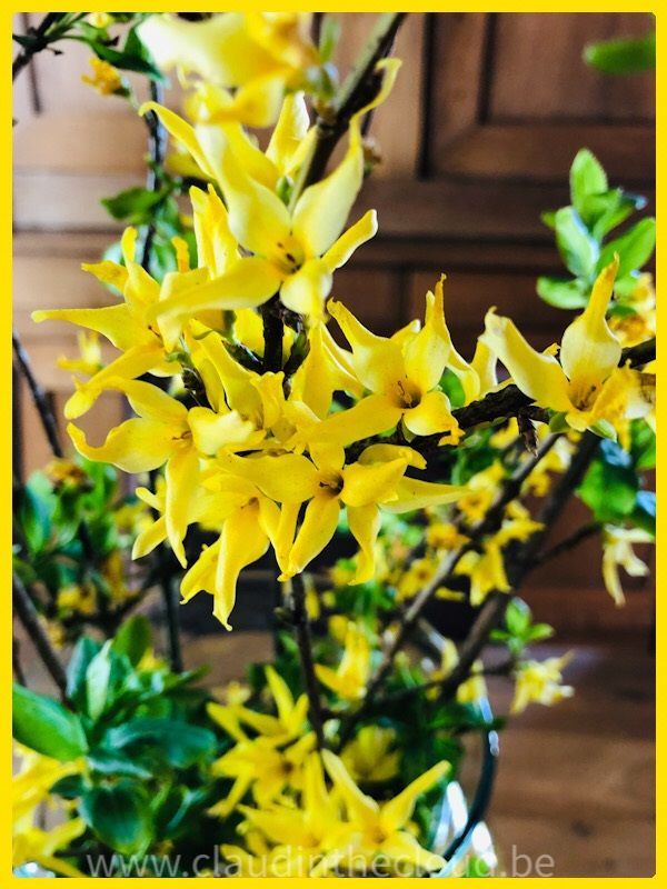 Gele forsythia - geel in Geel - Pasen in aantocht