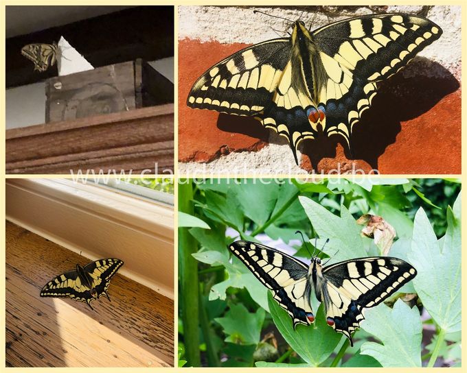 Herinner je je blog 29 ‘Verpopping’ nog?   Eind mei kwam de eerste koninginnenpage uit het doosje in onze hal.  Ze verbleef nog enkele dagen achter het glasgordijn om dan opnieuw te verhuizen naar de selderplanten in onze tuin.  Een dikke week later volgde koninginnenpage nummer twee.  We zijn trots dat ze al die tijd veilig bij ons verbleven en nadien ongeschonden de vrije muur/natuur in konden.  Van (natuurlijke) transformatie gesproken!